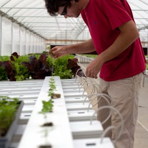 website_craig in greenhouse planting lettuce
