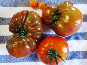 2016 first summer tomatoes from the garden