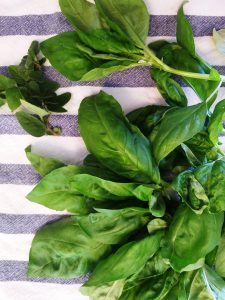 mammoth basil from our greenhouse and oregano from our gardne
