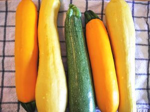 squash and zucchini for casserole