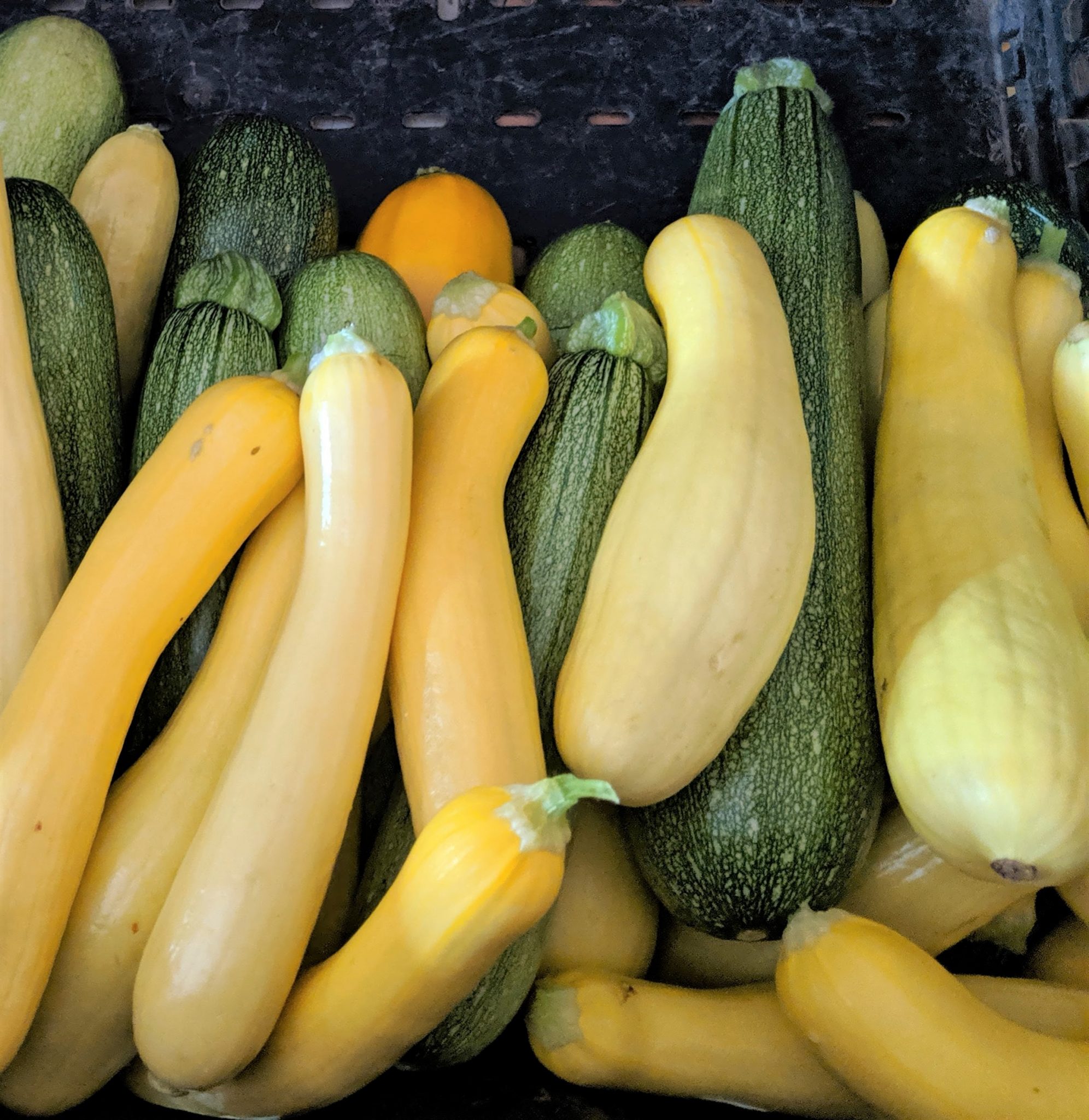 Mixed Squash - Tucker Farms